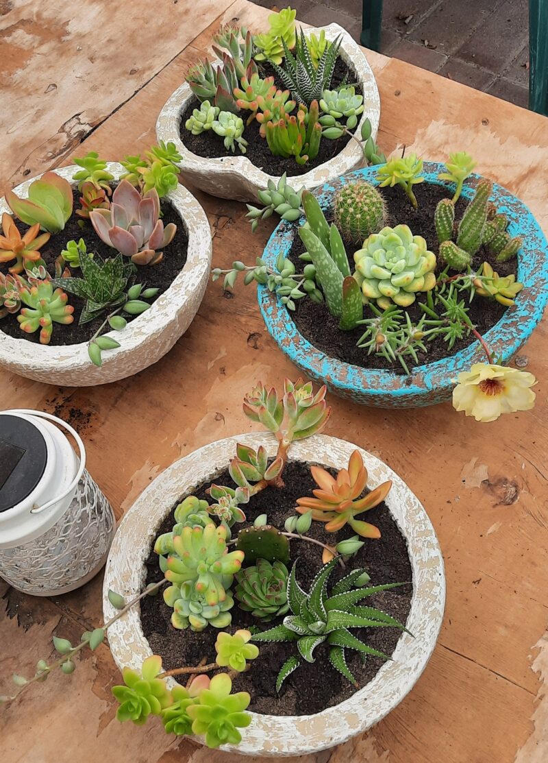 Cement Round Mini Garden - Image 2