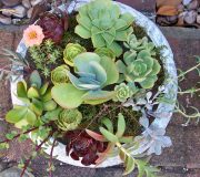 Table Succulent Centre Piece