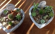 Cement Heart Succulent