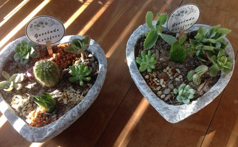 Cement Heart Succulent