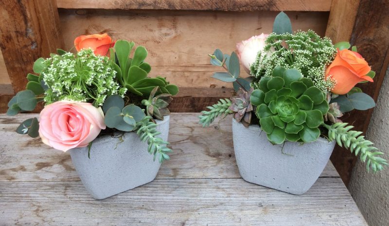 Floral & Succulent Cement Planters