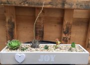 Succulent Wooden Box Joy