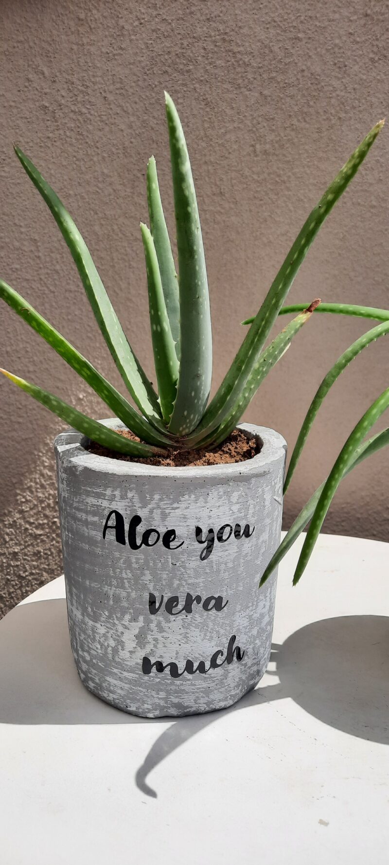 Aloe Vera Succulent in Rustic Pot - Image 2