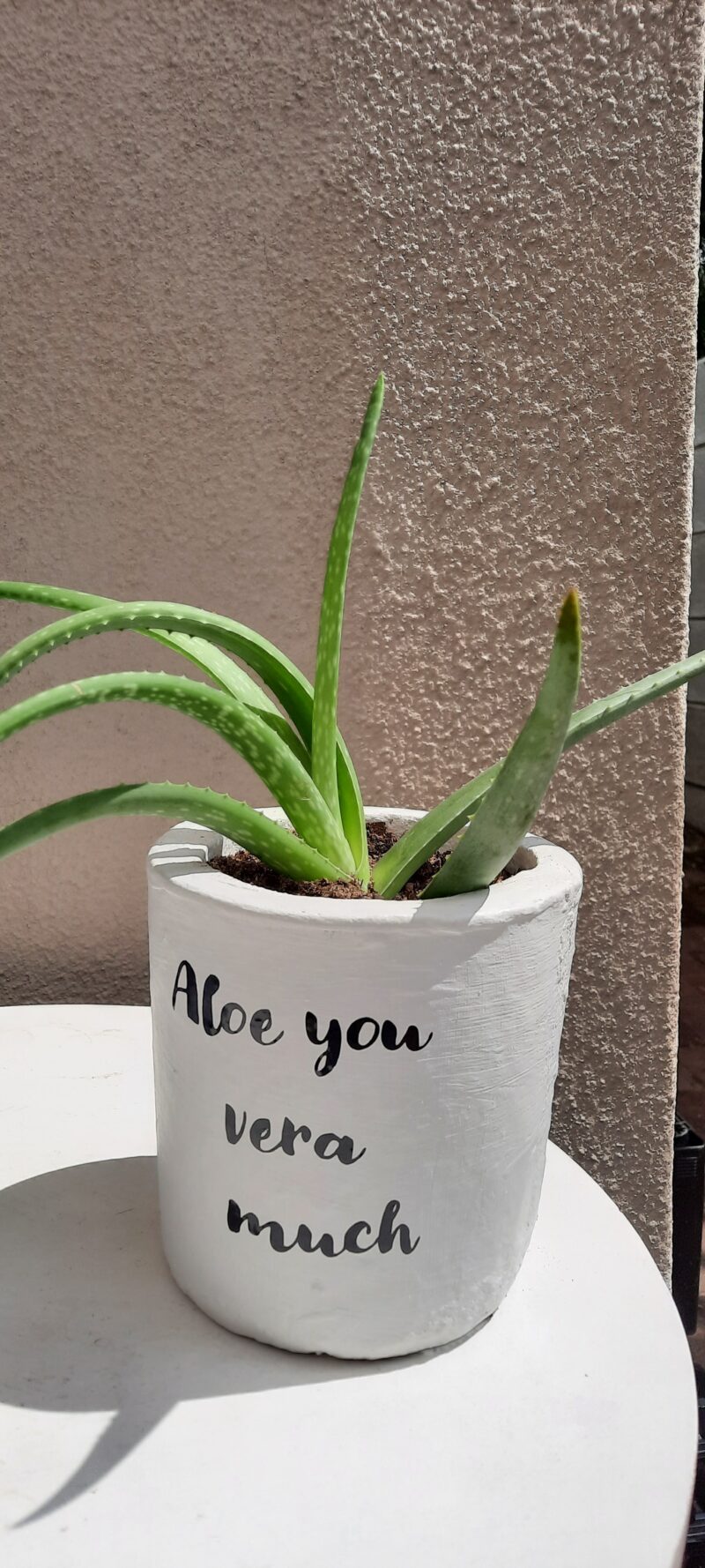 Aloe Vera Succulent in Rustic Pot - Image 3