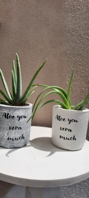 Aloe Vera Succulent in Rustic Pot