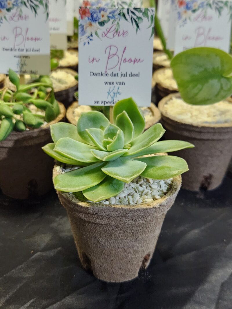 Eco-friendly Succulent favour - Image 11