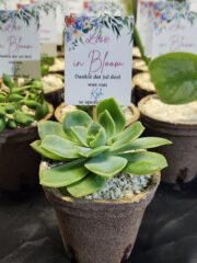 Eco-friendly Succulent favour