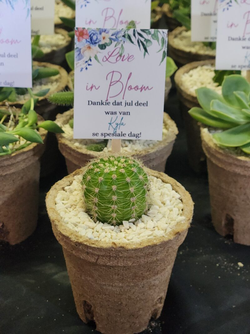 Eco-friendly Succulent favour - Image 10