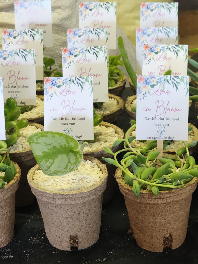 Eco-friendly Succulent favour - Image 9