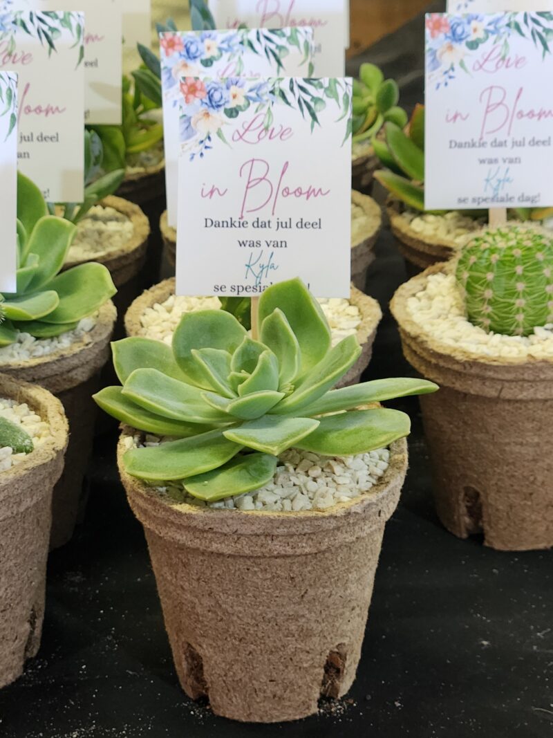 Eco-friendly Succulent favour - Image 8