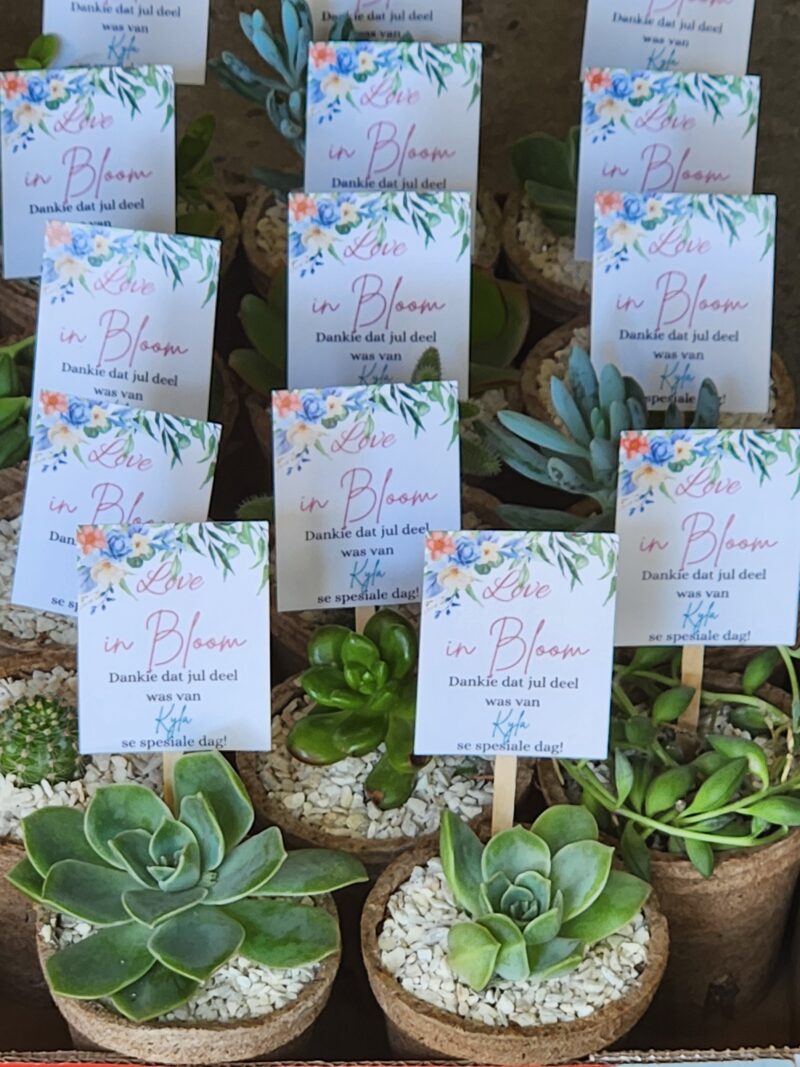 Eco-friendly Succulent favour - Image 7