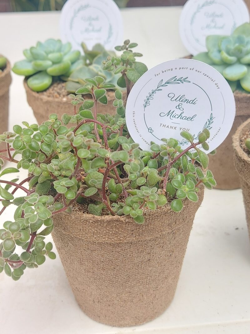 Eco-friendly Succulent favour - Image 6