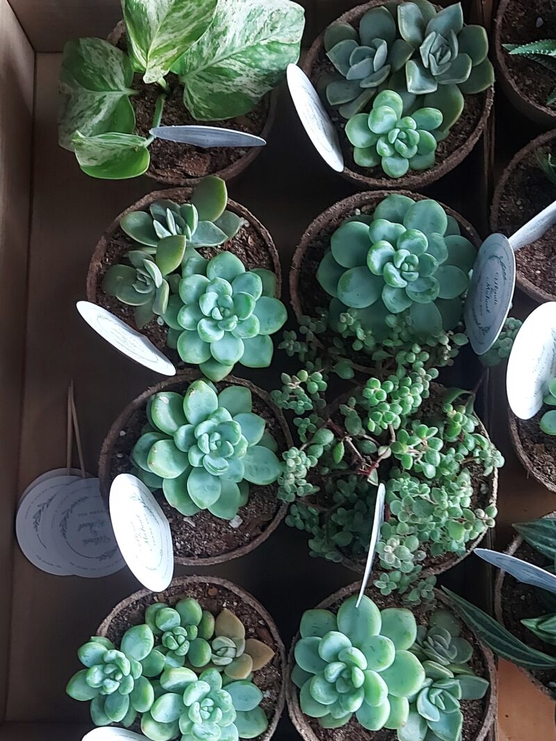 Eco-friendly Succulent favour - Image 2