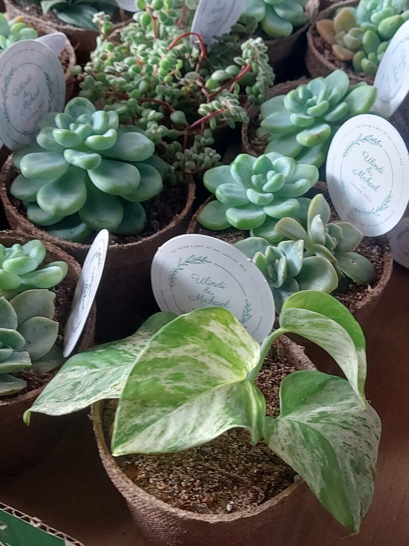 Eco-friendly Succulent favour - Image 4