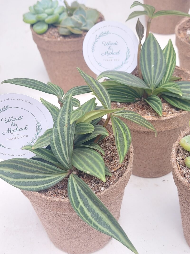 Eco-friendly Succulent favour - Image 5