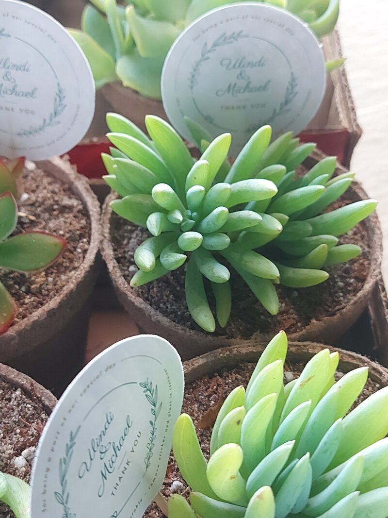 Eco-friendly Succulent favour - Image 3