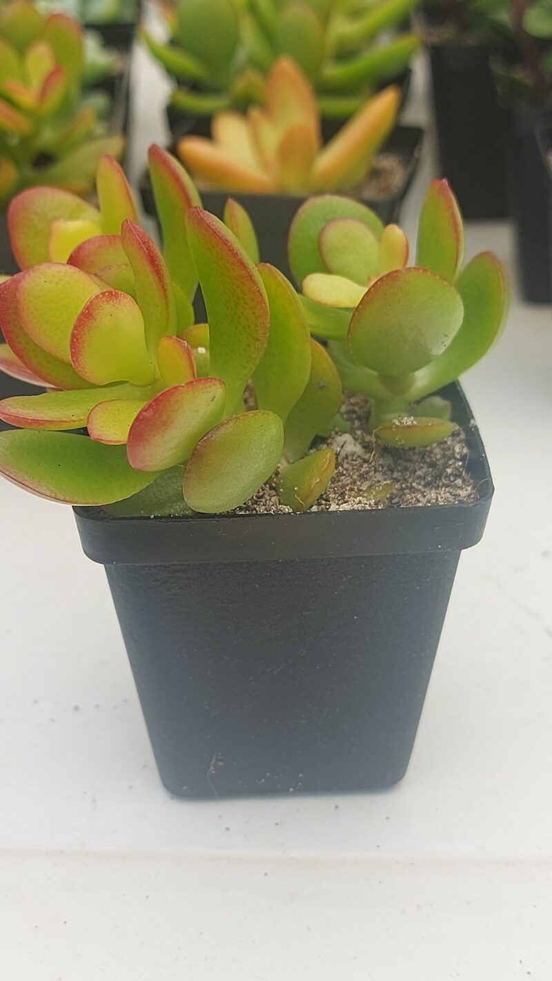 Succulent Favour without sticker/tag - Image 5