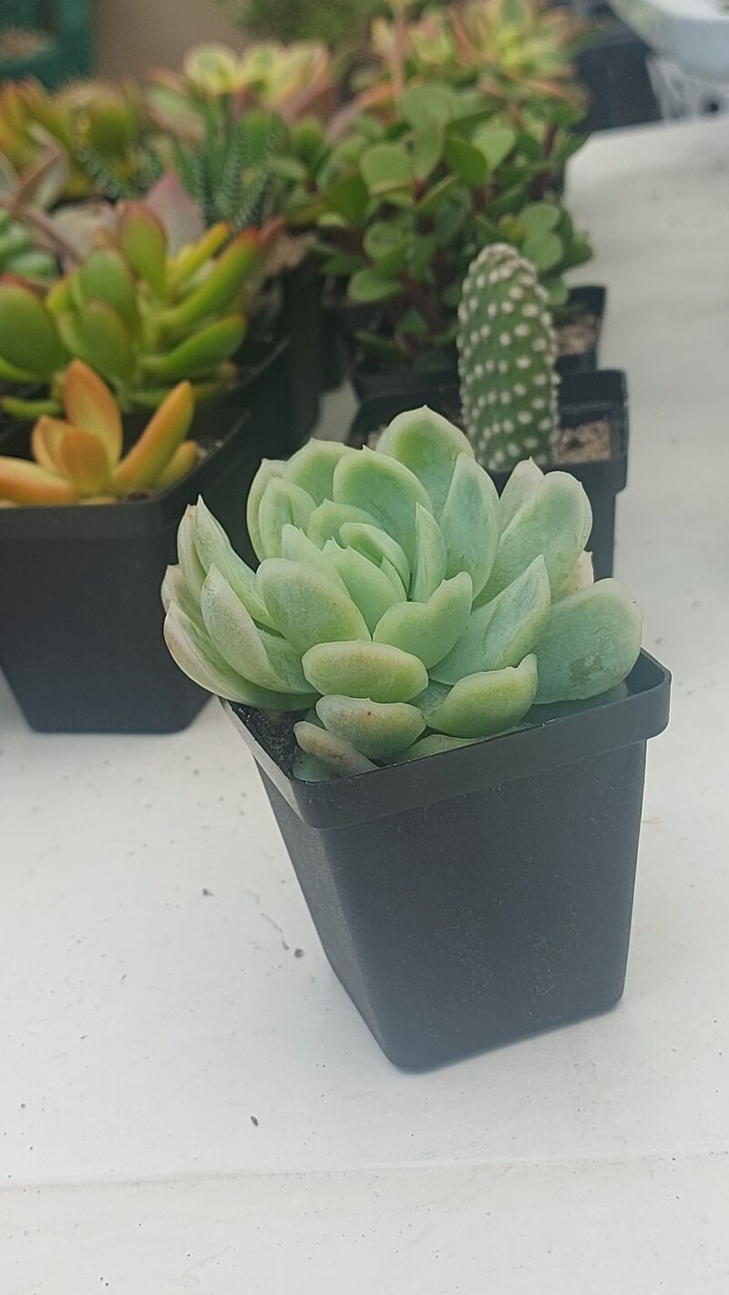 Succulent Favour without sticker/tag - Image 4