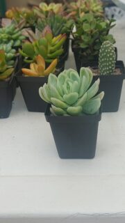Succulent Favour without sticker/tag