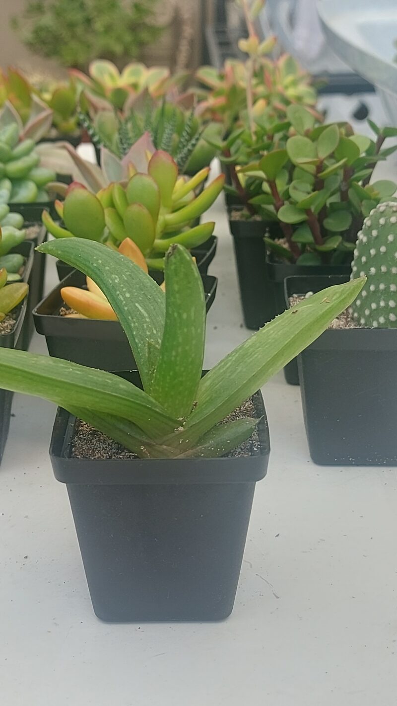 Succulent Favour without sticker/tag - Image 2