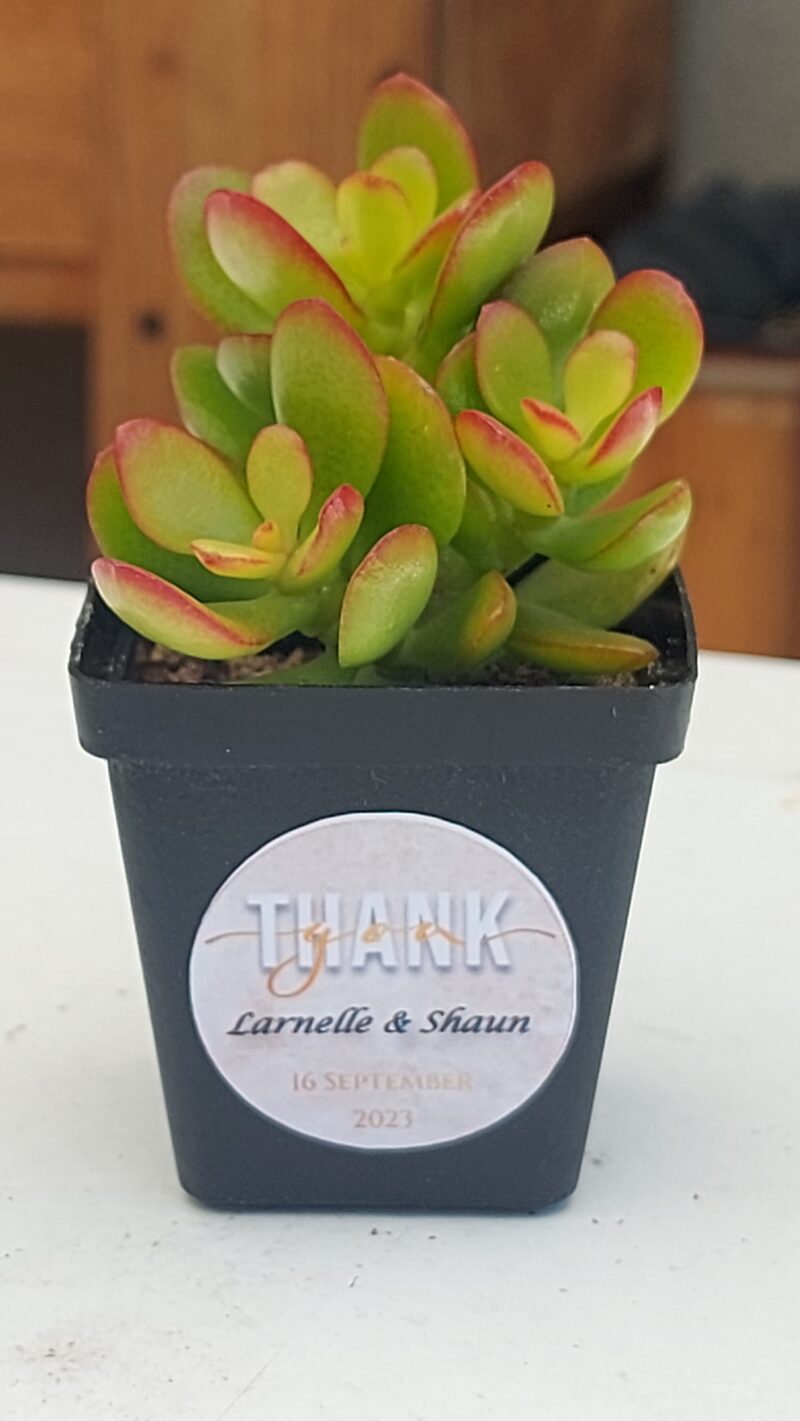 Succulent Favour with sticker - Image 5
