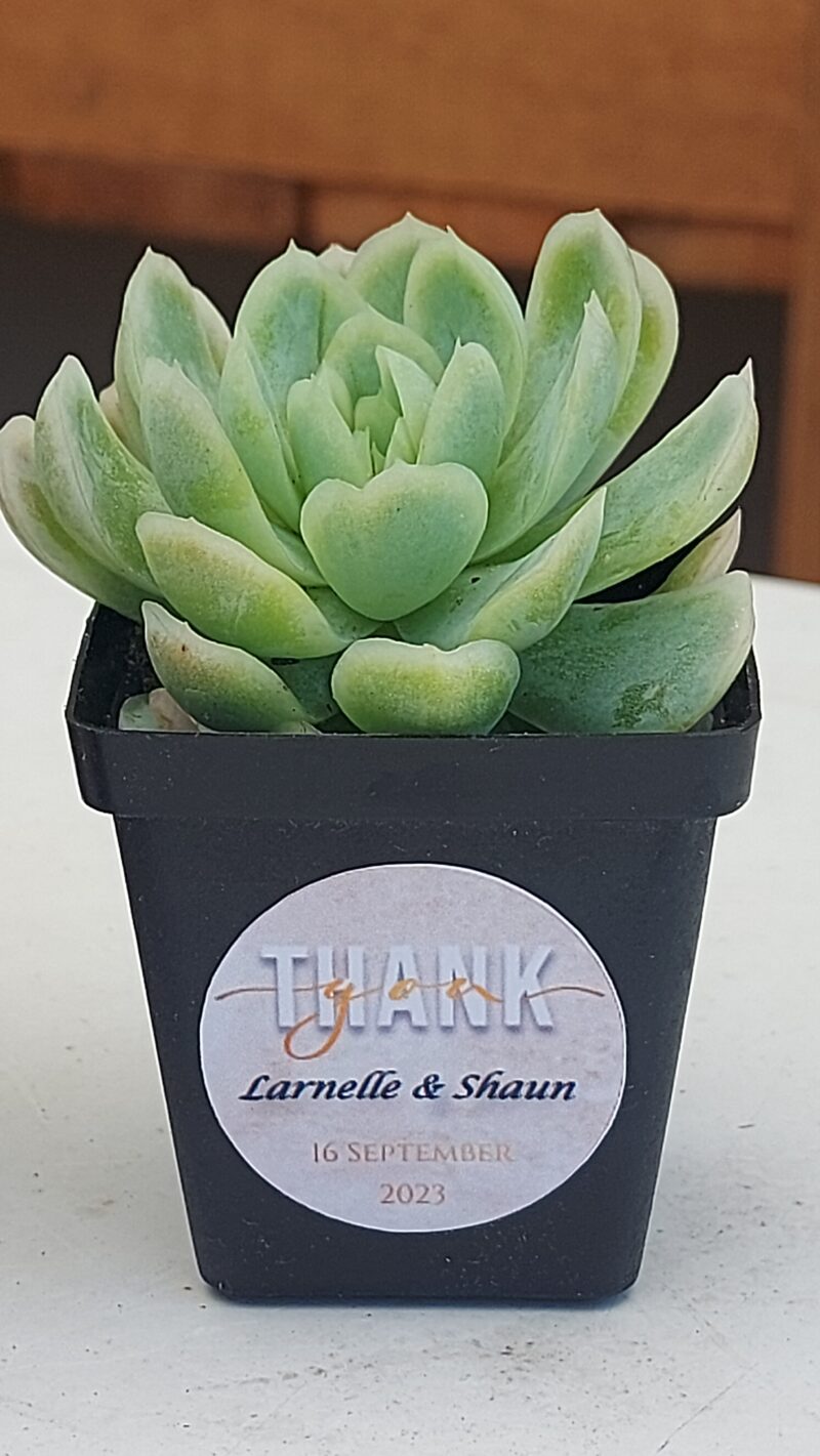 Succulent Favour with sticker - Image 2