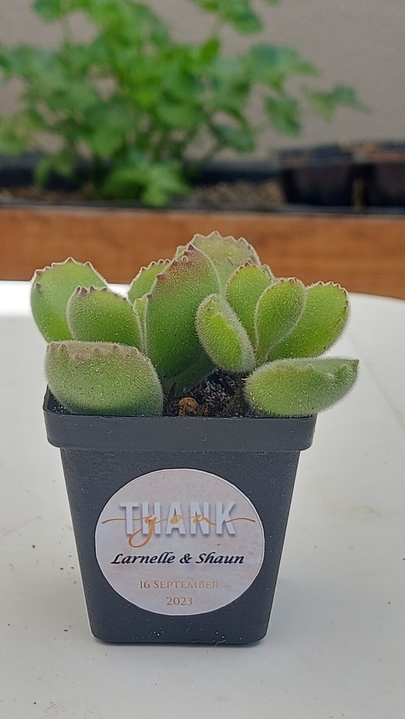 Succulent Favour with sticker - Image 7