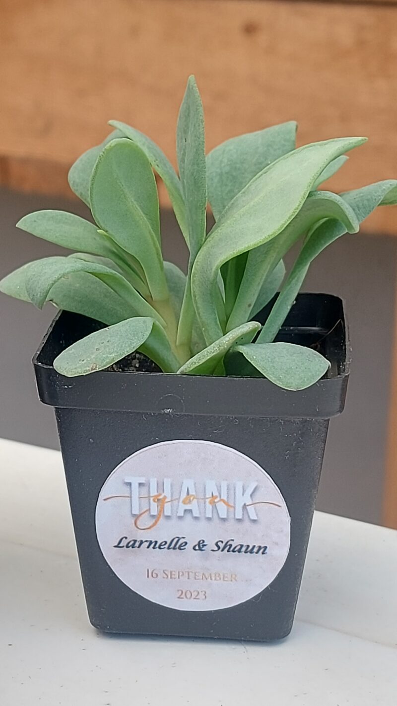 Succulent Favour with sticker - Image 10