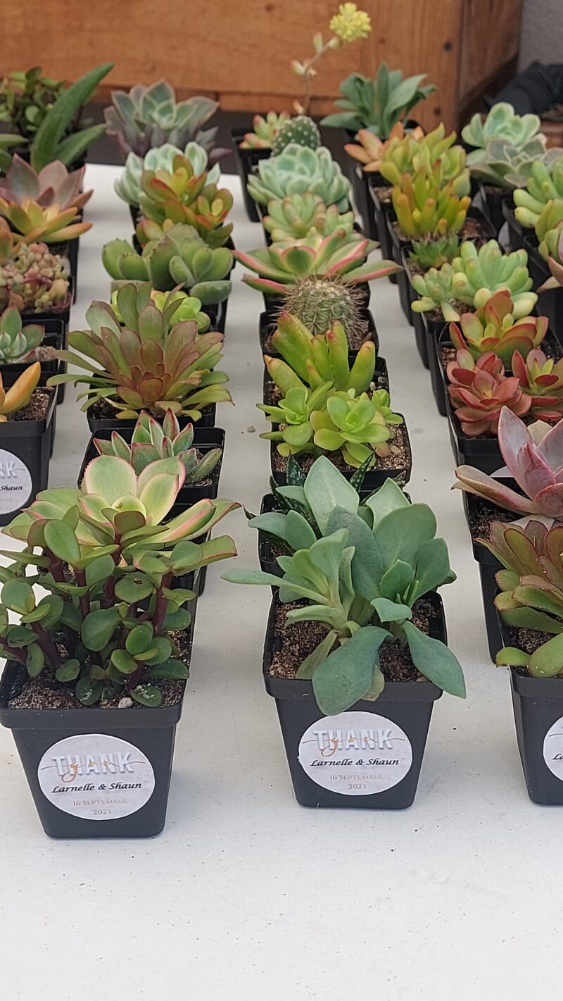 Succulent Favour with sticker - Image 8