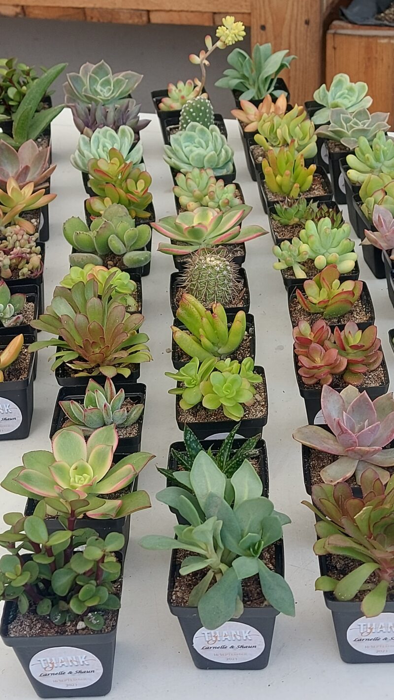 Succulent Favour with sticker - Image 4