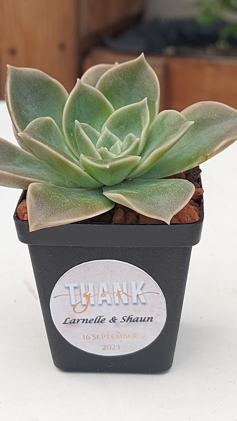 Succulent Favour with sticker - Image 9