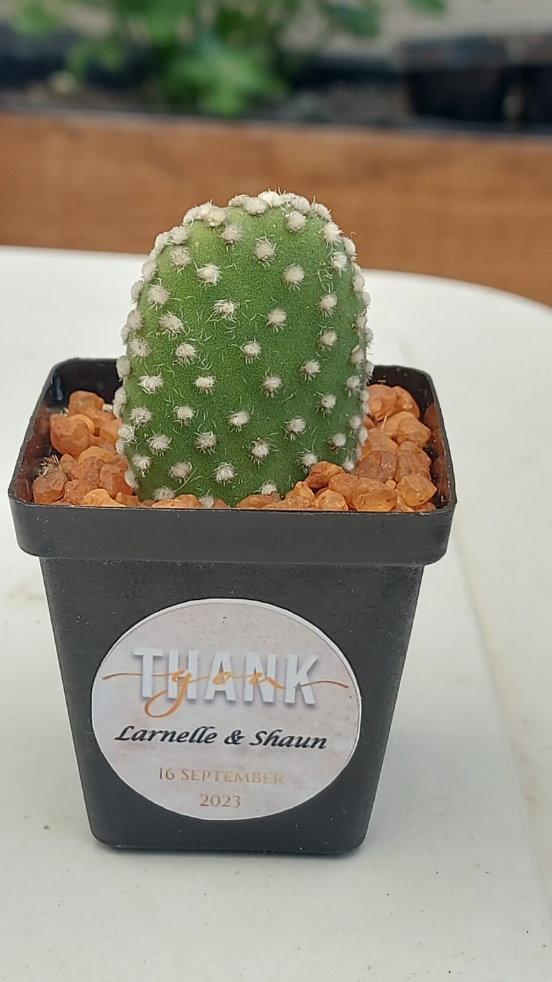 Succulent Favour with sticker - Image 3