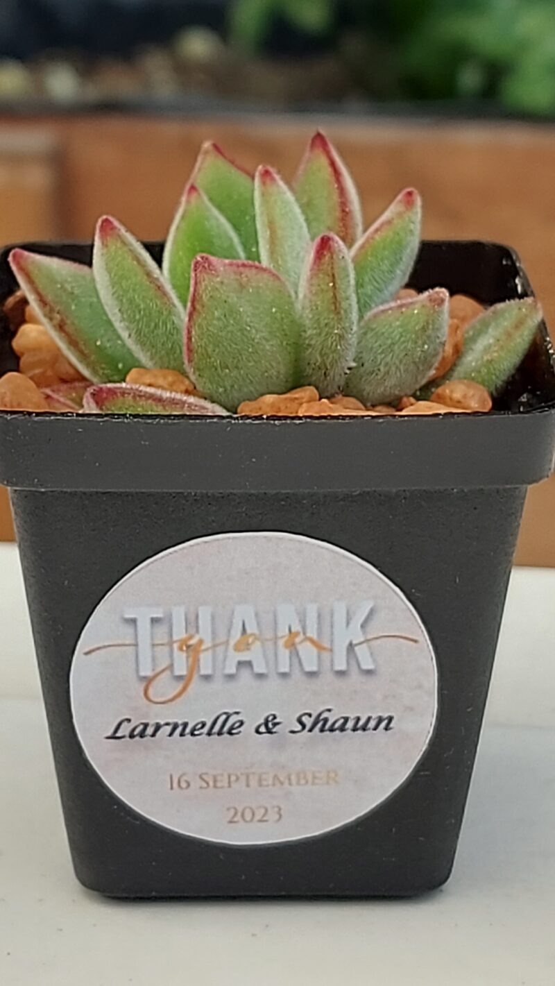 Succulent Favour with sticker - Image 6