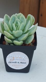 Succulent Favour with sticker