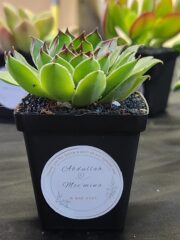 Succulent Favour with sticker