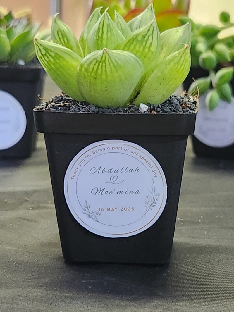 Succulent Favour with sticker - Image 11