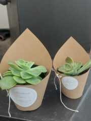 Wrapped Succulent Favour with sticker