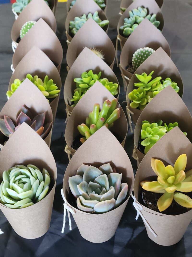 Wrapped Succulent Favour with sticker - Image 2