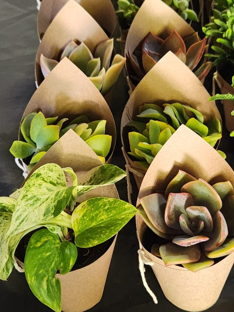Wrapped Succulent Favour with sticker - Image 3
