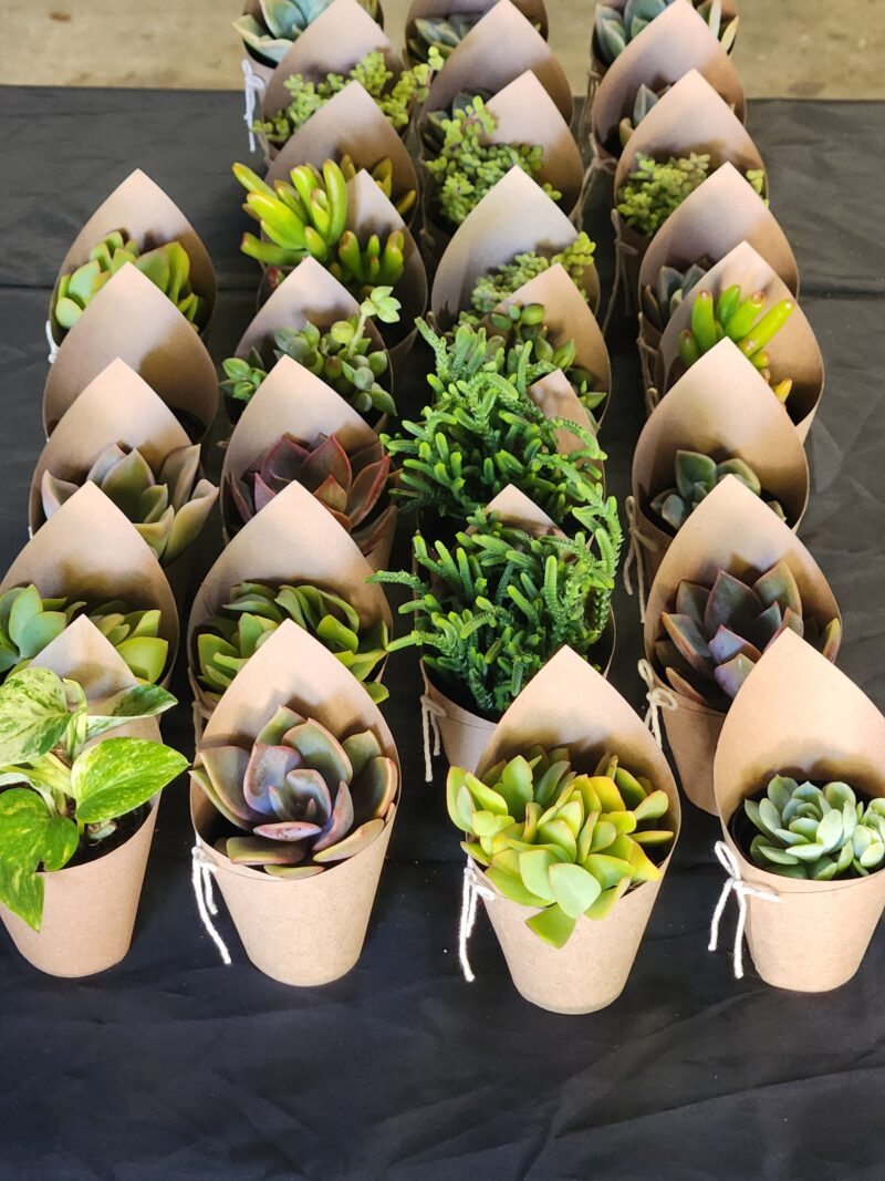Wrapped Succulent Favour with sticker - Image 4