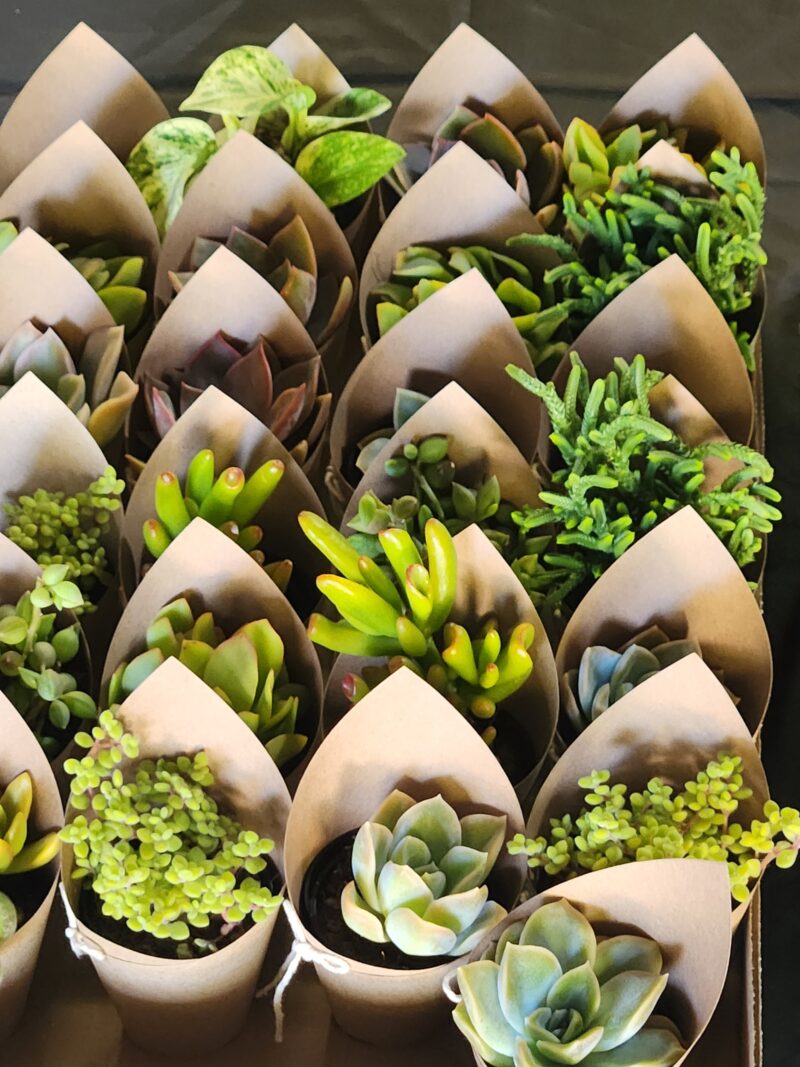 Wrapped Succulent Favour with sticker - Image 5