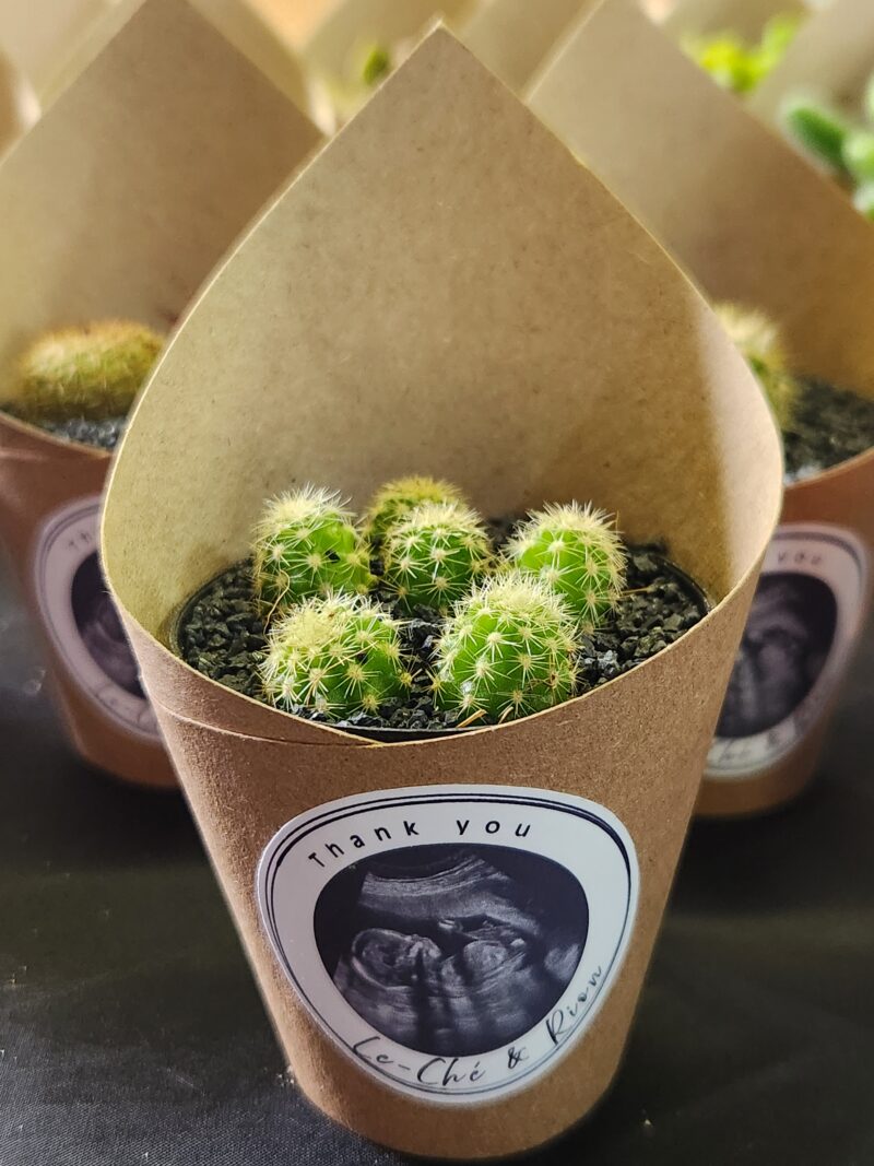 Wrapped Succulent Favour with sticker - Image 8