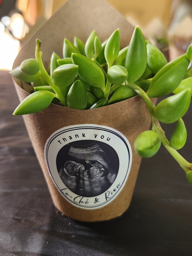 Wrapped Succulent Favour with sticker - Image 9