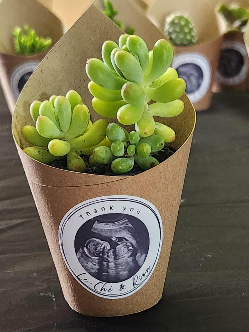 Wrapped Succulent Favour with sticker - Image 7