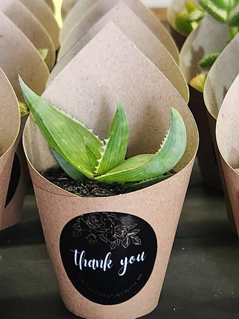 Wrapped Succulent Favour with sticker - Image 12