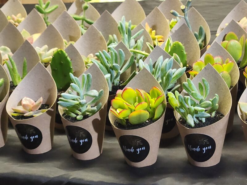 Wrapped Succulent Favour with sticker - Image 11