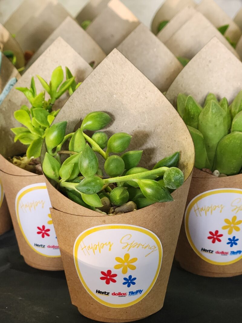 Wrapped Succulent Favour with sticker - Image 10