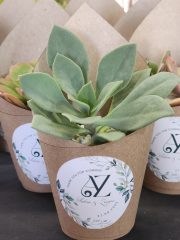 Wrapped Succulent Favour with sticker