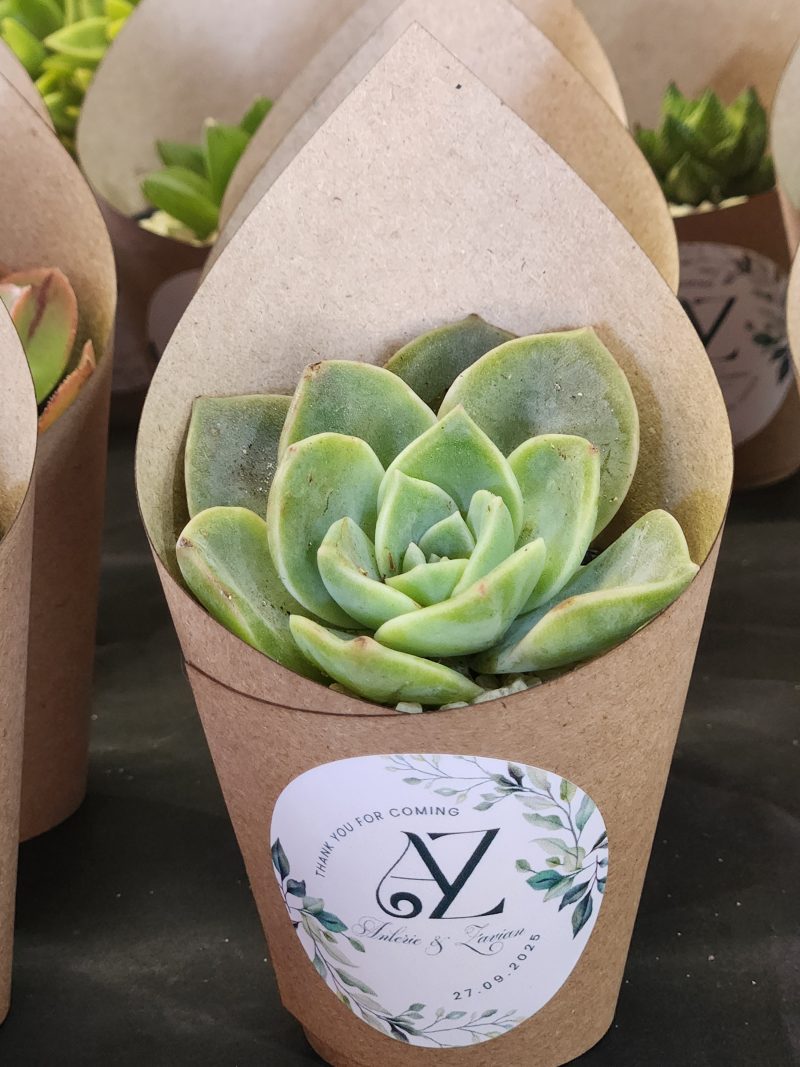 Wrapped Succulent Favour with sticker - Image 18