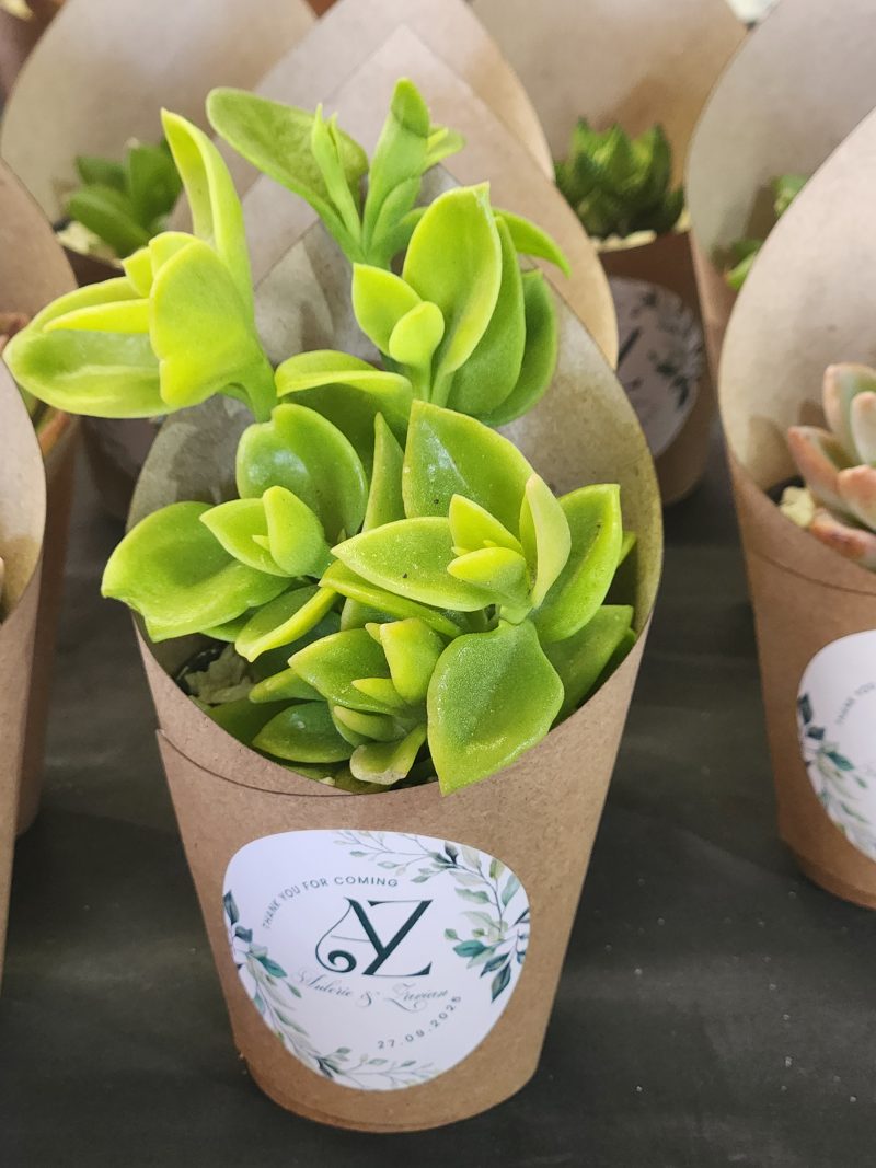 Wrapped Succulent Favour with sticker - Image 17
